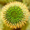 Does Hoodia Really Work For Fat Loss?